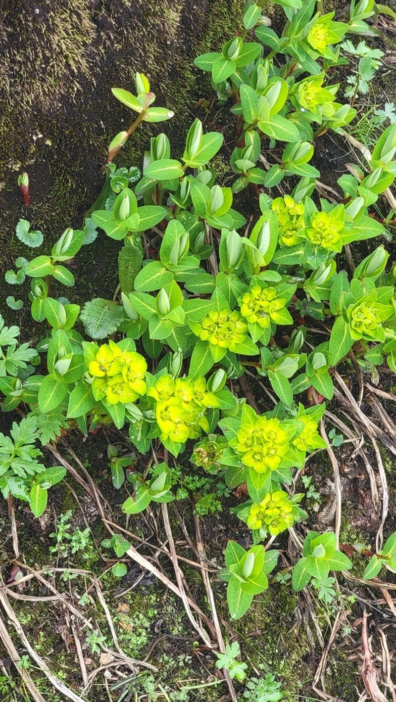 Euphorbia pseudosikkimensis photo 8