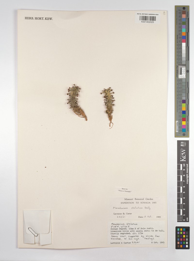 Euphorbia pseudostellata