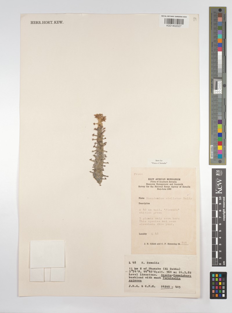 Euphorbia pseudostellata photo 2