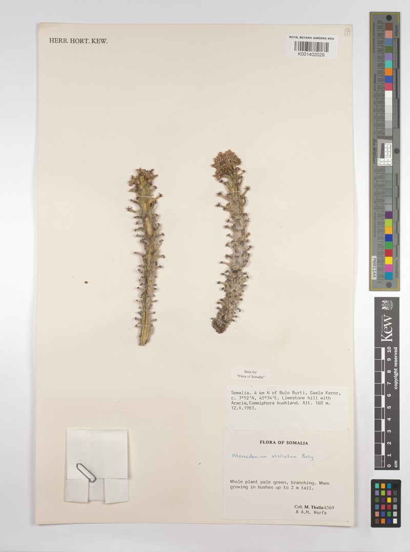 Euphorbia pseudostellata photo 3