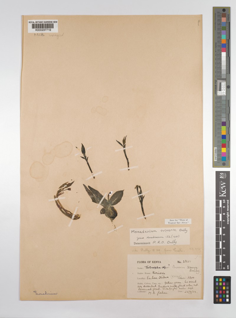 Euphorbia pseudotrinervis