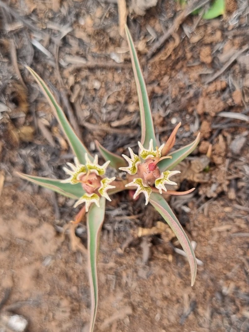 Euphorbia pseudotuberosa