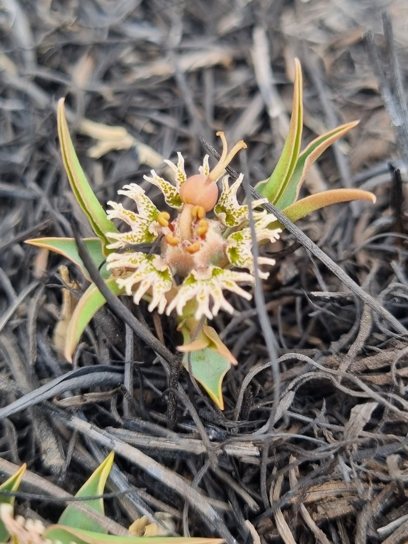 Euphorbia pseudotuberosa photo 2