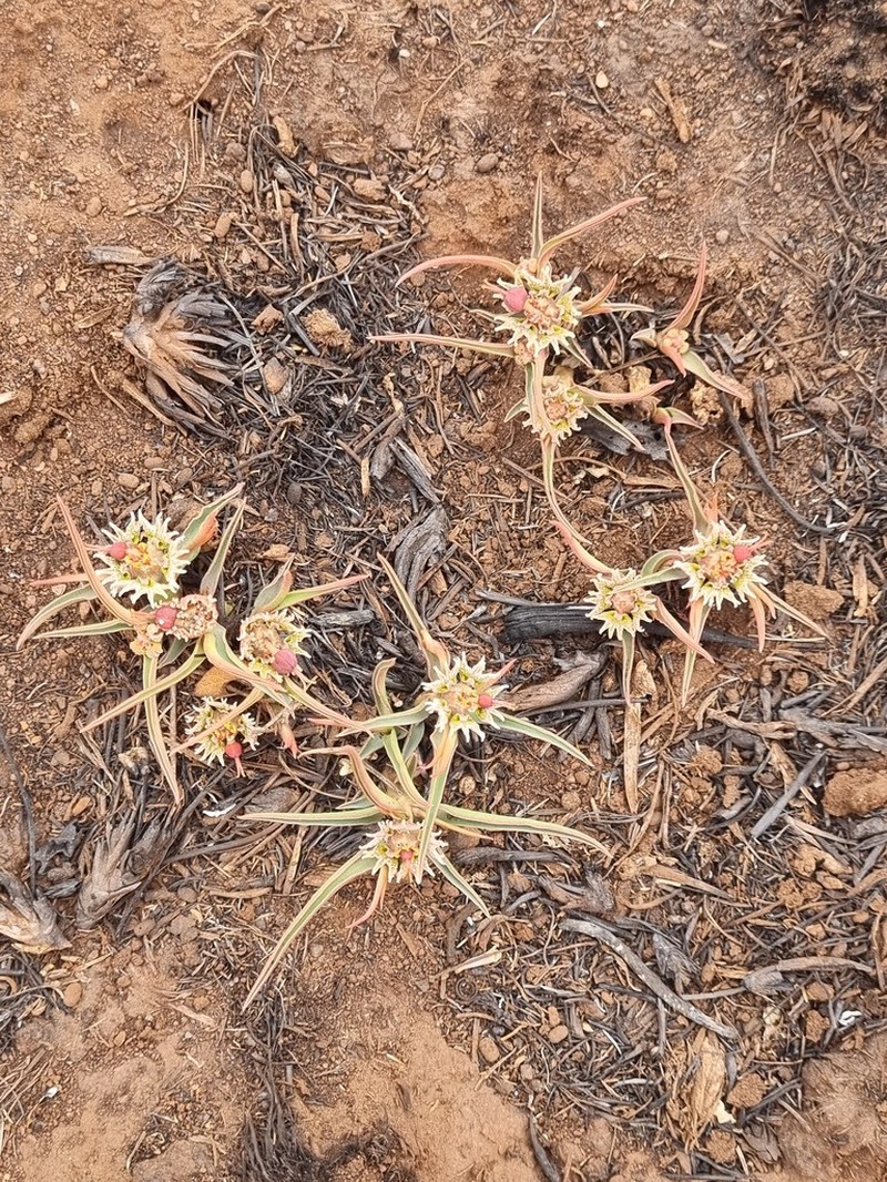 Euphorbia pseudotuberosa photo 3