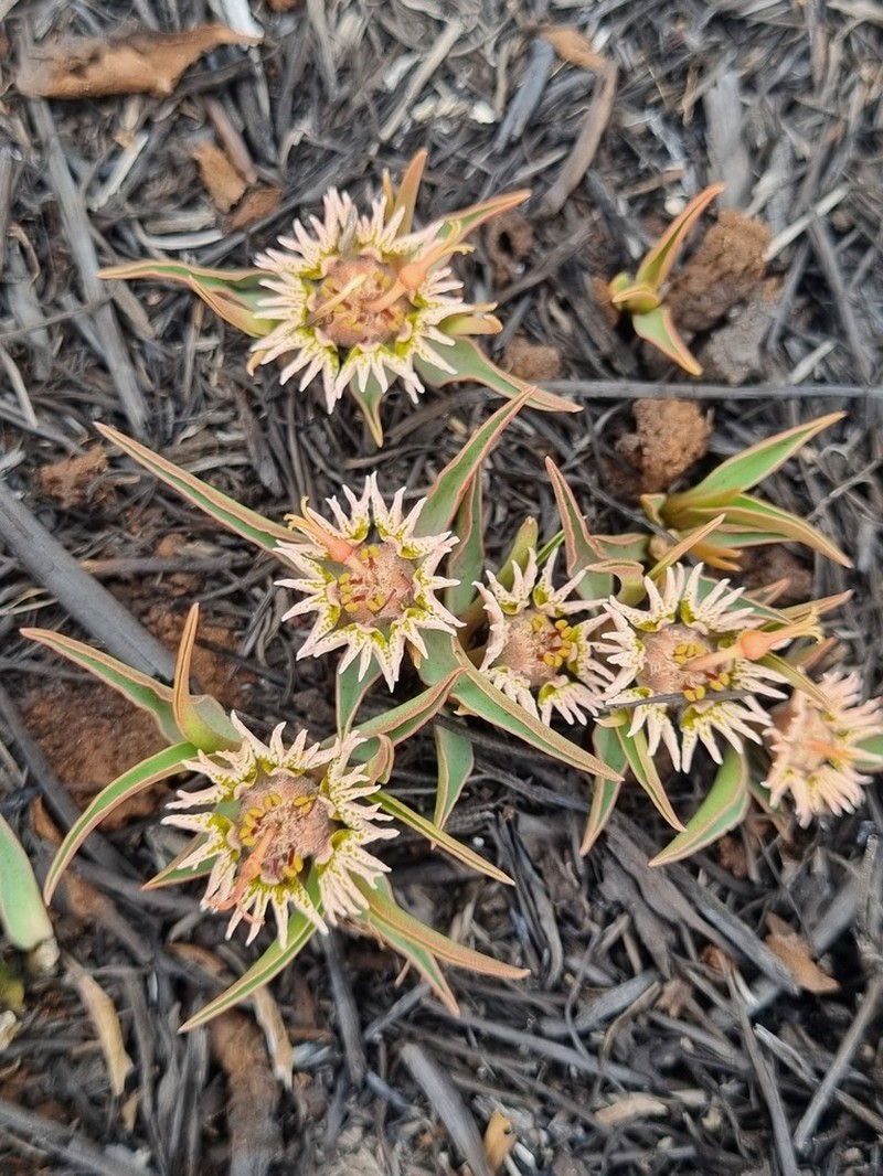Euphorbia pseudotuberosa photo 4