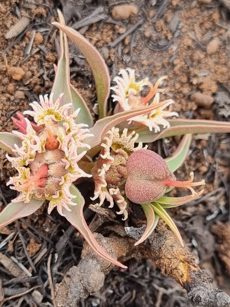 Euphorbia pseudotuberosa photo 5