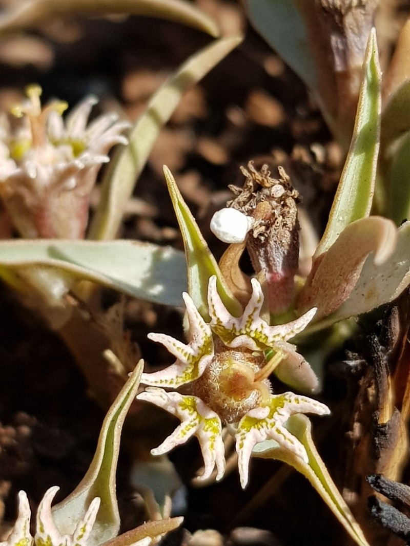 Euphorbia pseudotuberosa photo 6