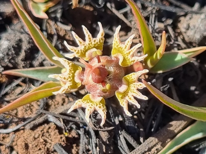 Euphorbia pseudotuberosa photo 7