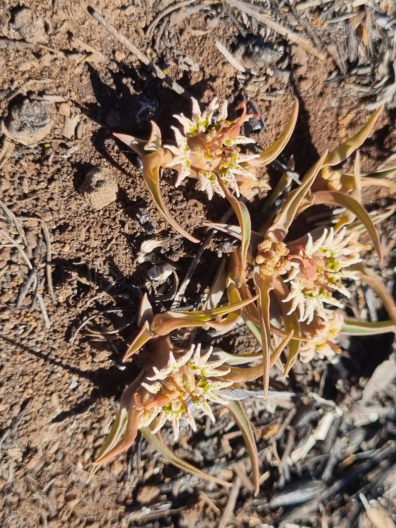 Euphorbia pseudotuberosa photo 8