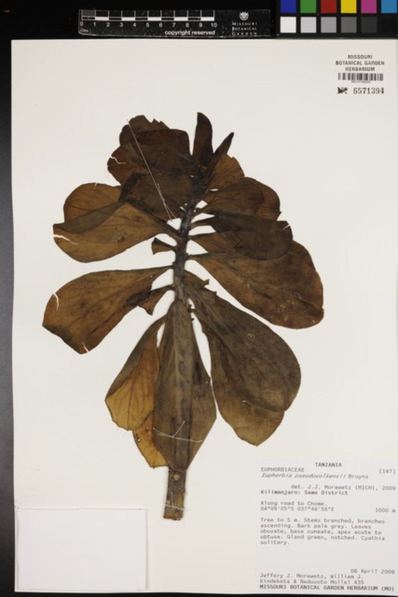 Euphorbia pseudovolkensii
