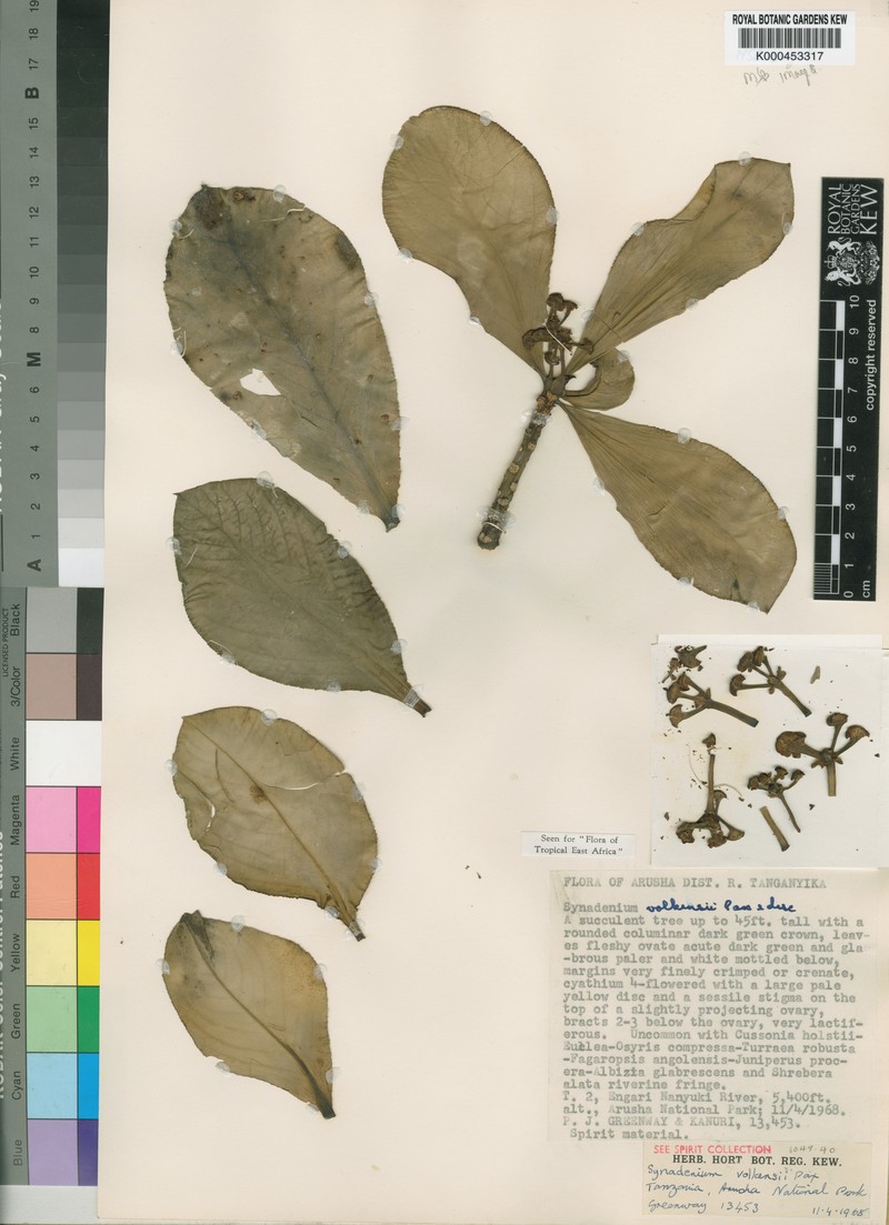 Euphorbia pseudovolkensii photo 2