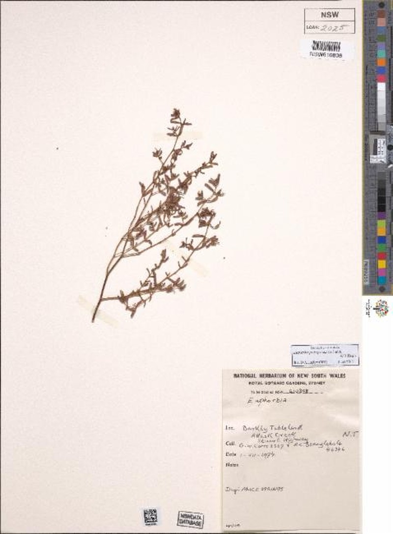 Euphorbia psilosperma