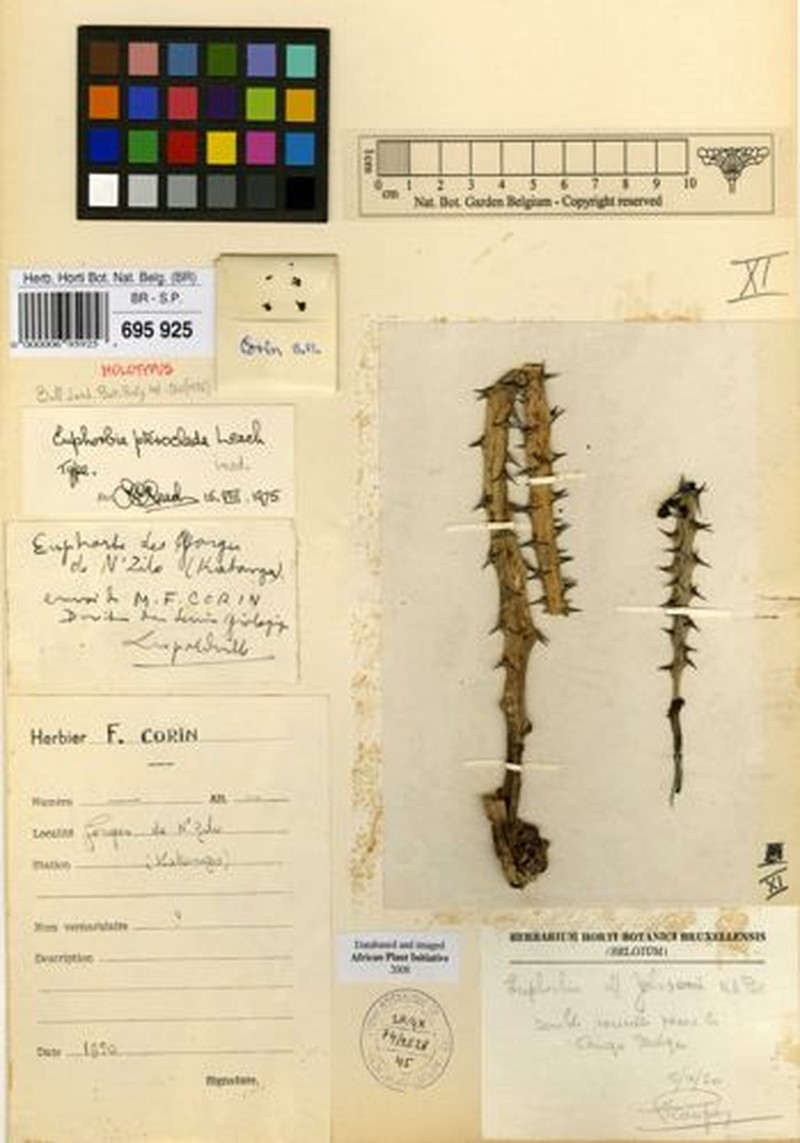 Euphorbia pteroclada photo 2