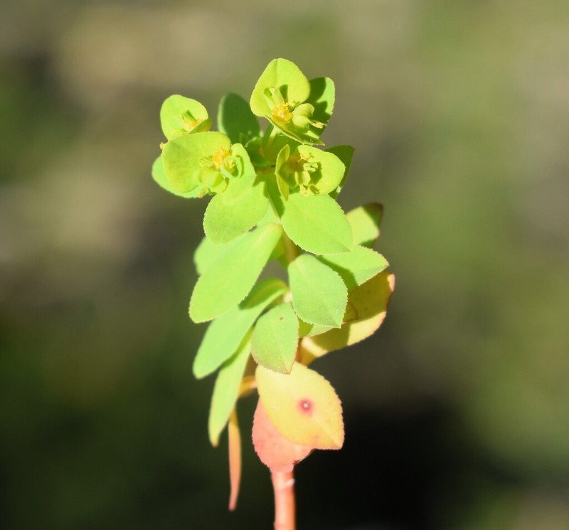Euphorbia pterococca photo 2