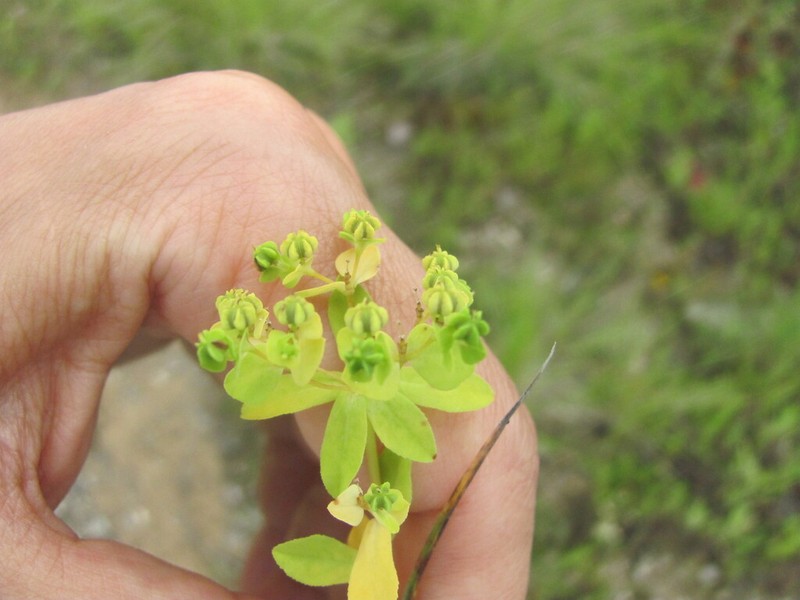 Euphorbia pterococca photo 3