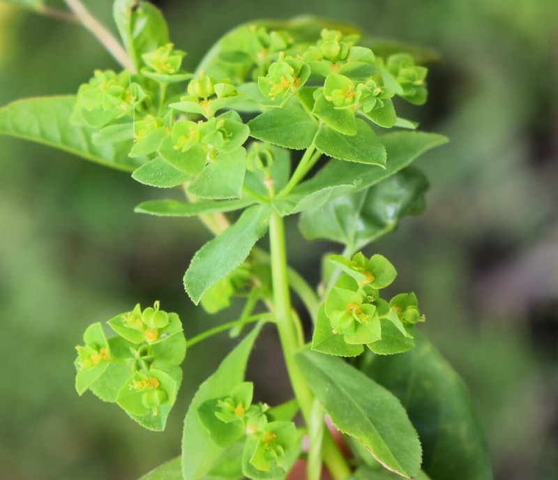 Euphorbia pterococca photo 4