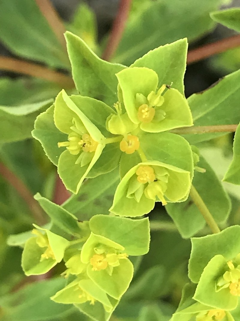 Euphorbia pterococca photo 5