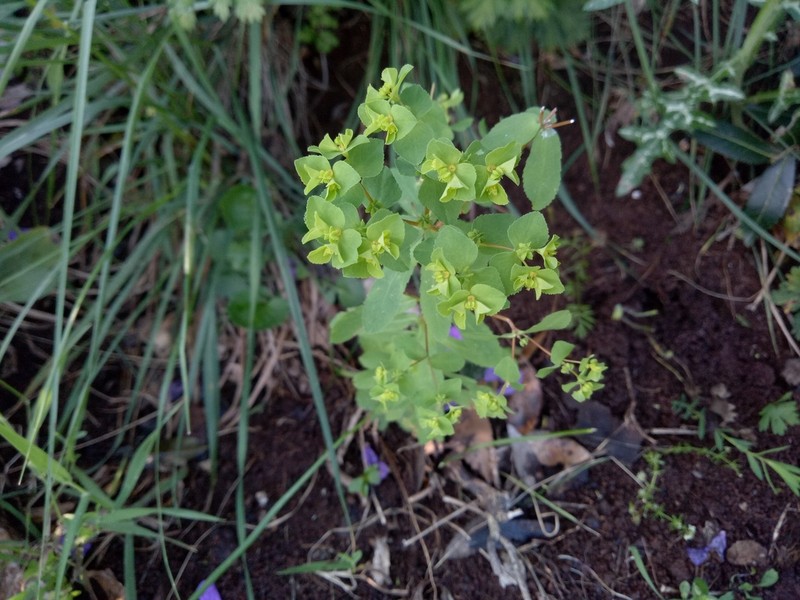 Euphorbia pterococca photo 6