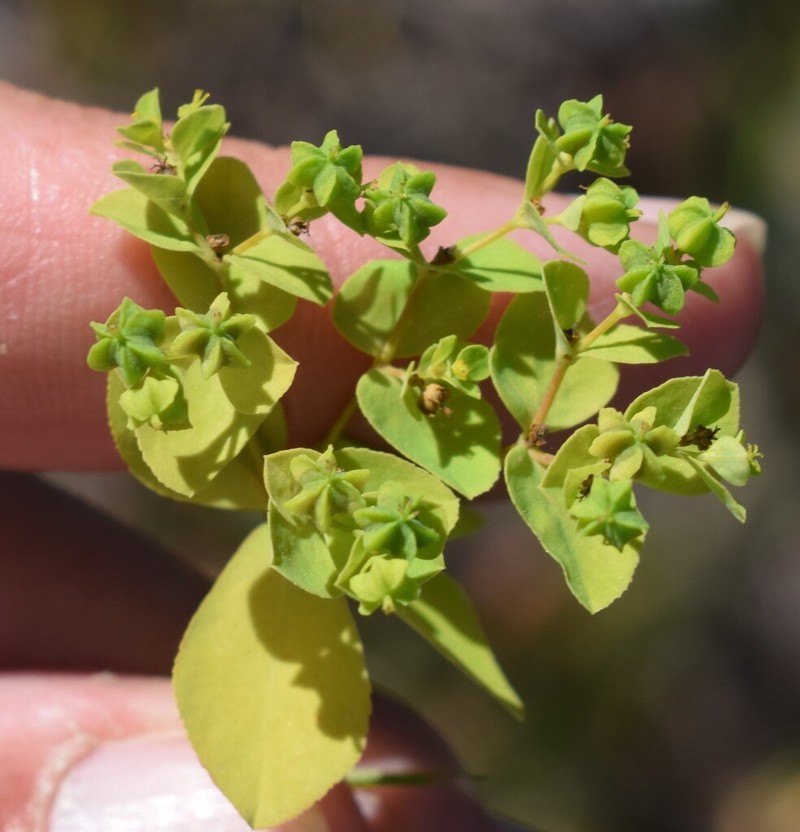 Euphorbia pterococca photo 7