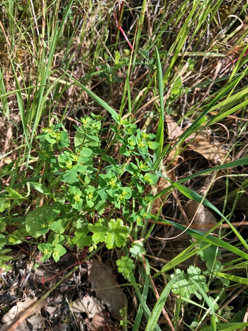 Euphorbia pterococca photo 8