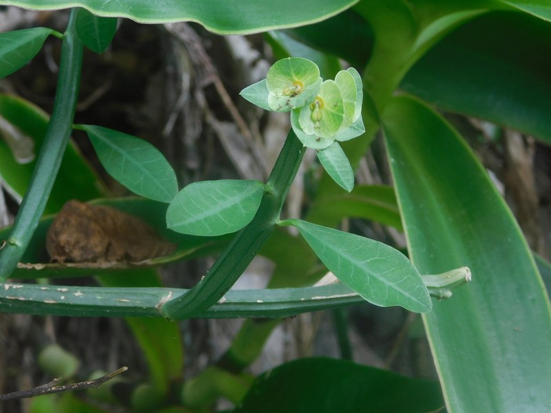 Euphorbia pteroneura