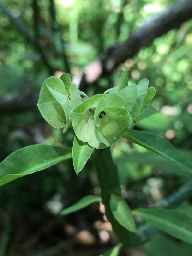 Euphorbia pteroneura photo 2
