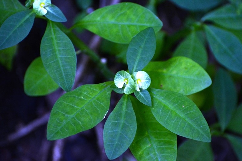 Euphorbia pteroneura photo 3
