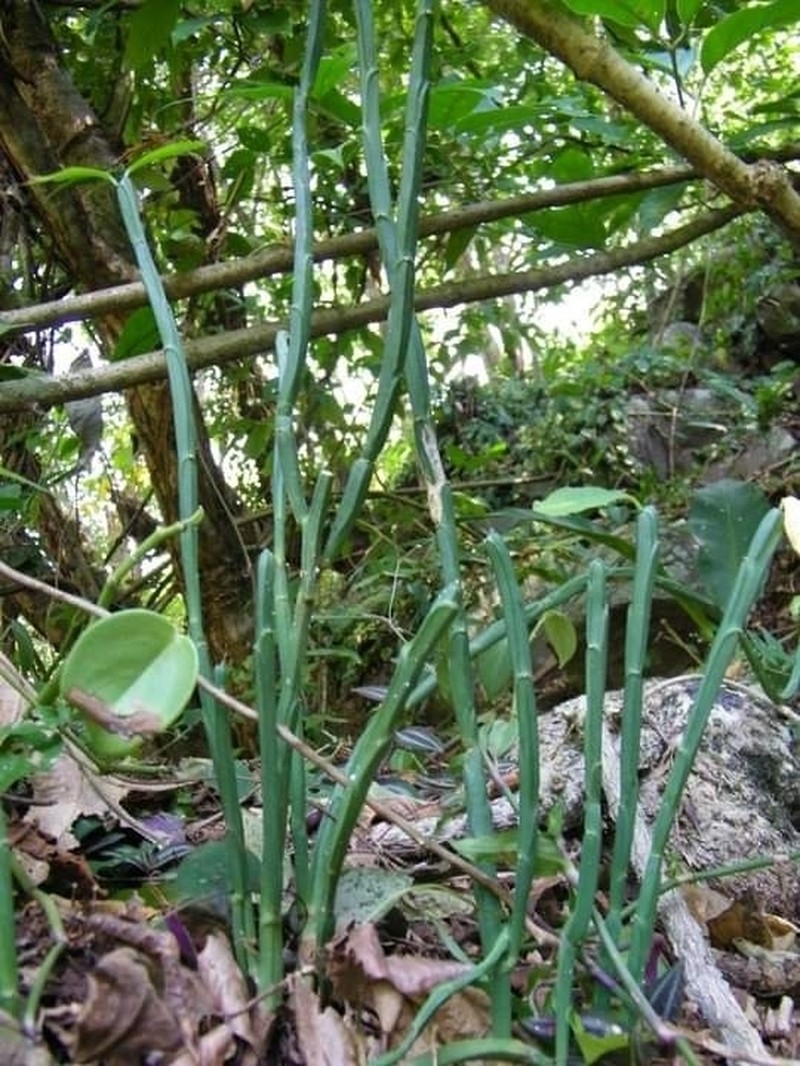 Euphorbia pteroneura photo 4