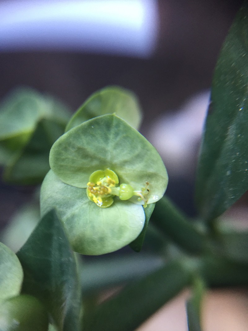 Euphorbia pteroneura photo 5