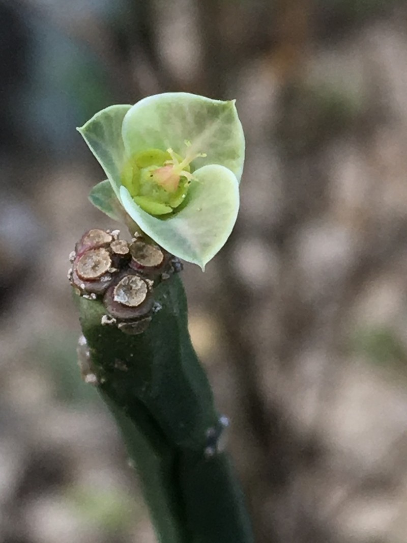Euphorbia pteroneura photo 6