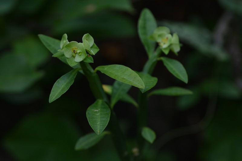 Euphorbia pteroneura photo 7