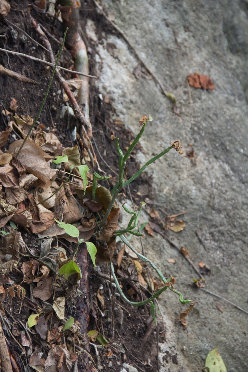 Euphorbia pteroneura photo 8