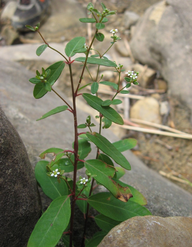 False Flowering Spurge