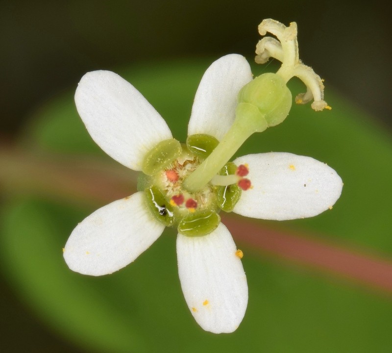False Flowering Spurge
