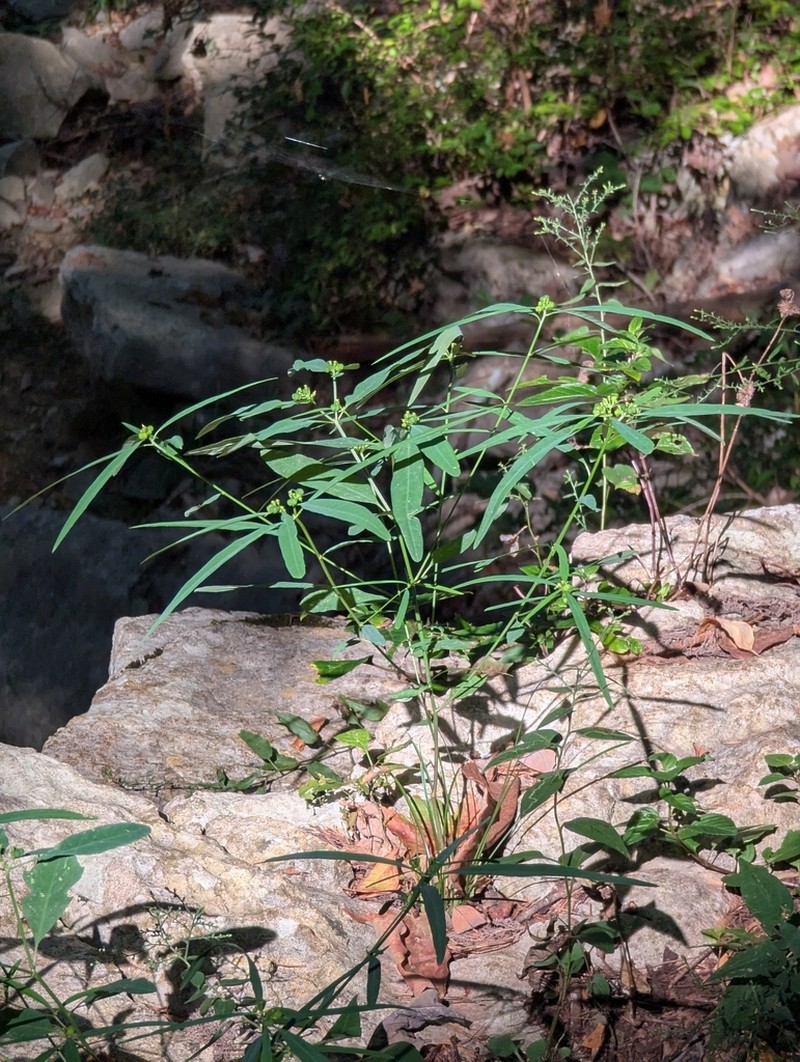 False Flowering Spurge photo 2