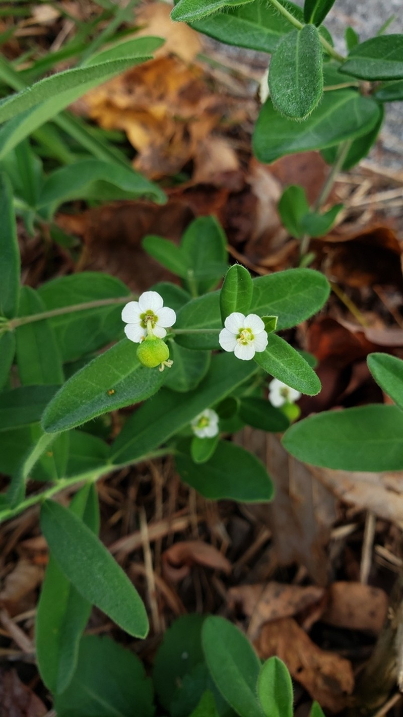 False Flowering Spurge photo 3