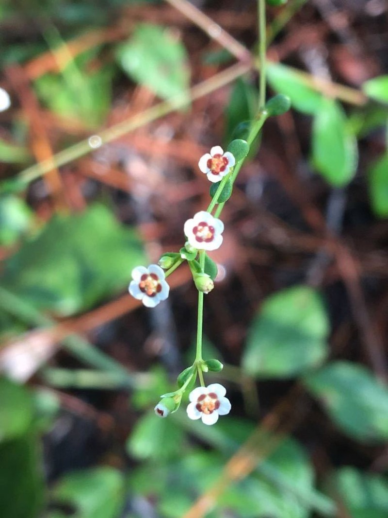 False Flowering Spurge photo 4