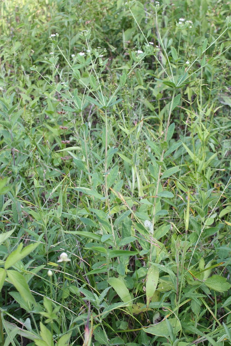False Flowering Spurge photo 5