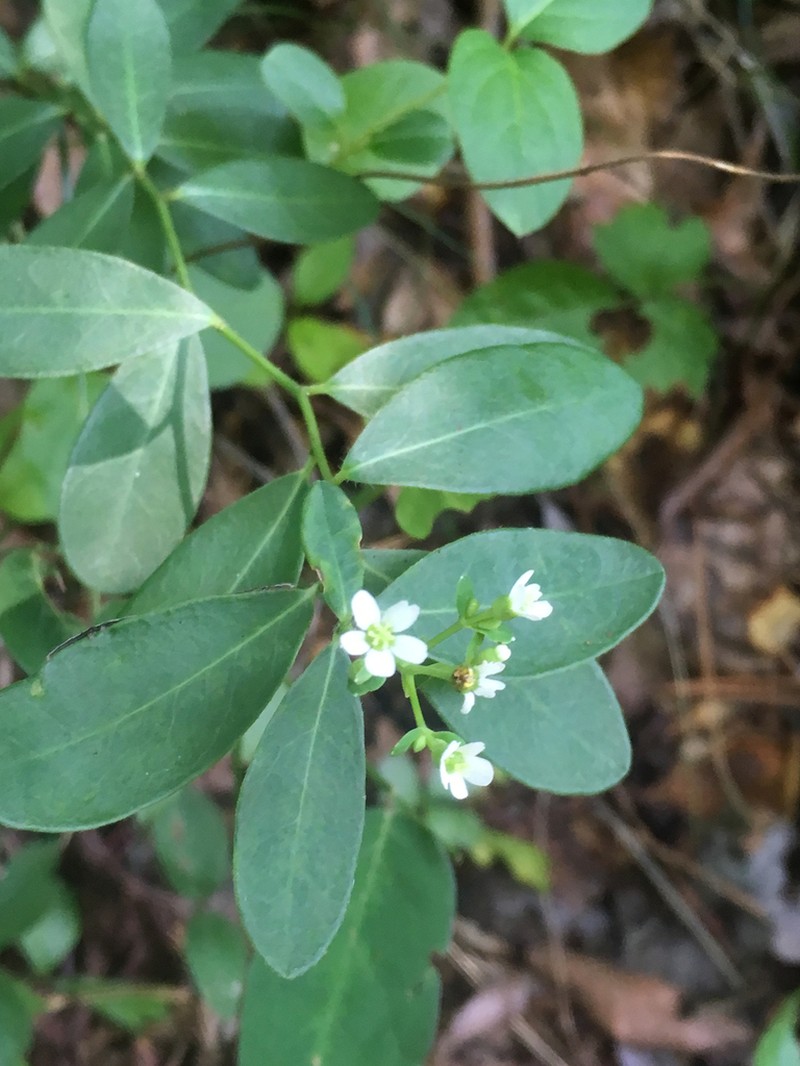 False Flowering Spurge photo 6