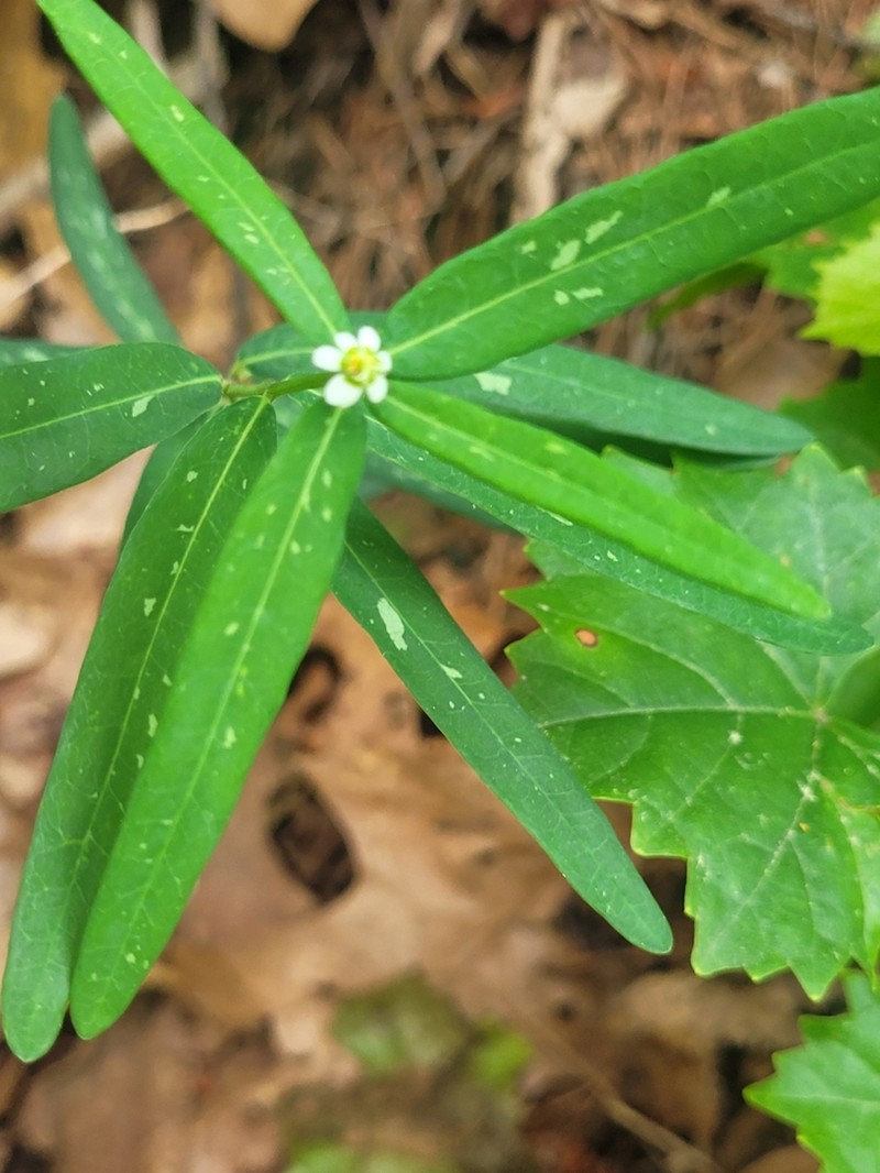 False Flowering Spurge photo 7