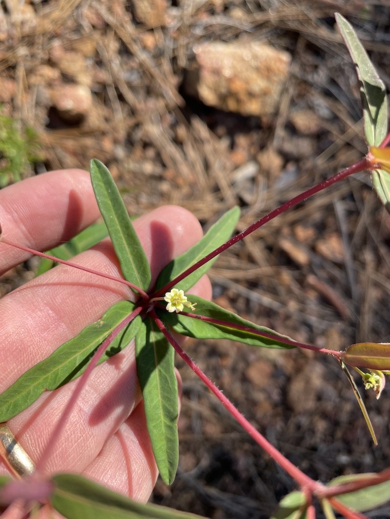 False Flowering Spurge photo 8