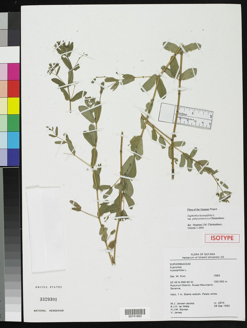 Euphorbia pubescenticocca