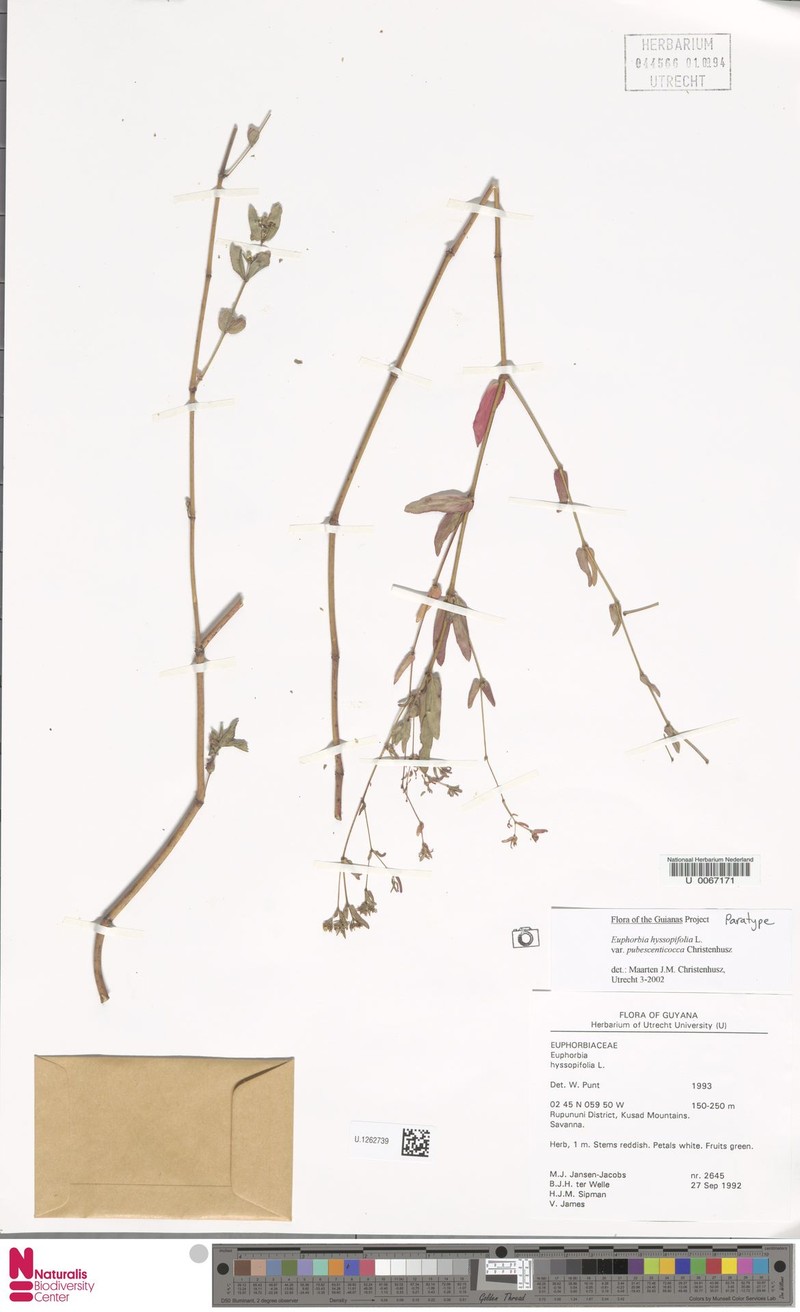 Euphorbia pubescenticocca photo 2