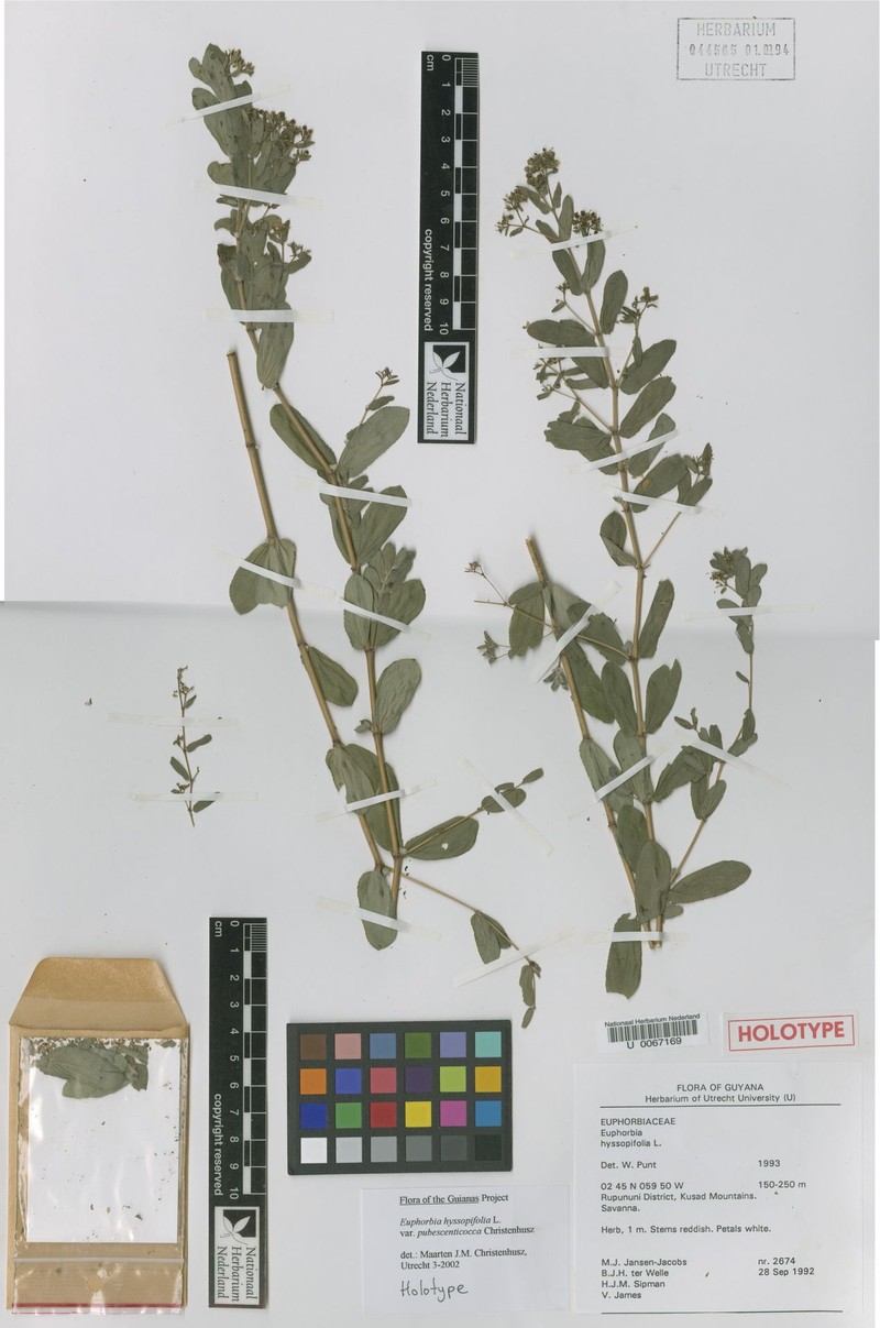 Euphorbia pubescenticocca photo 3