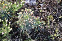 Euphorbia pubiglans