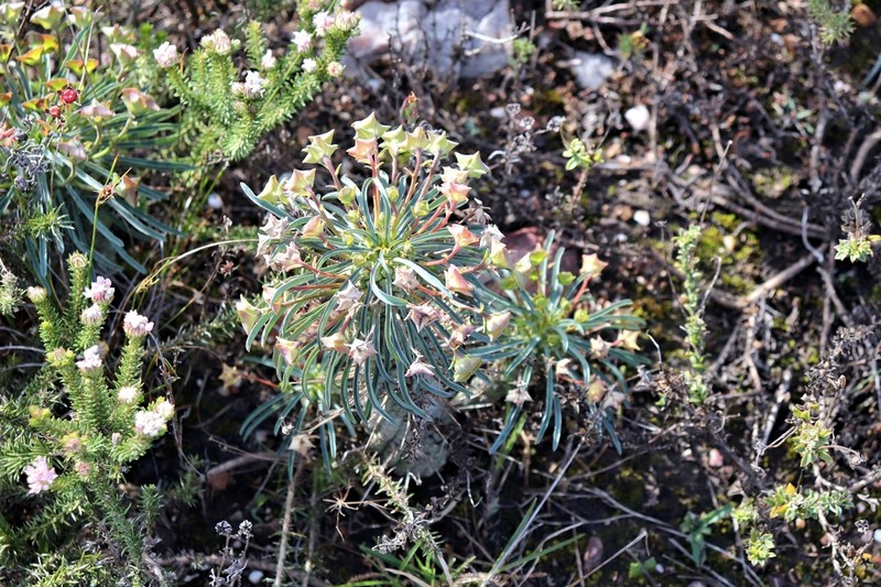 Euphorbia pubiglans