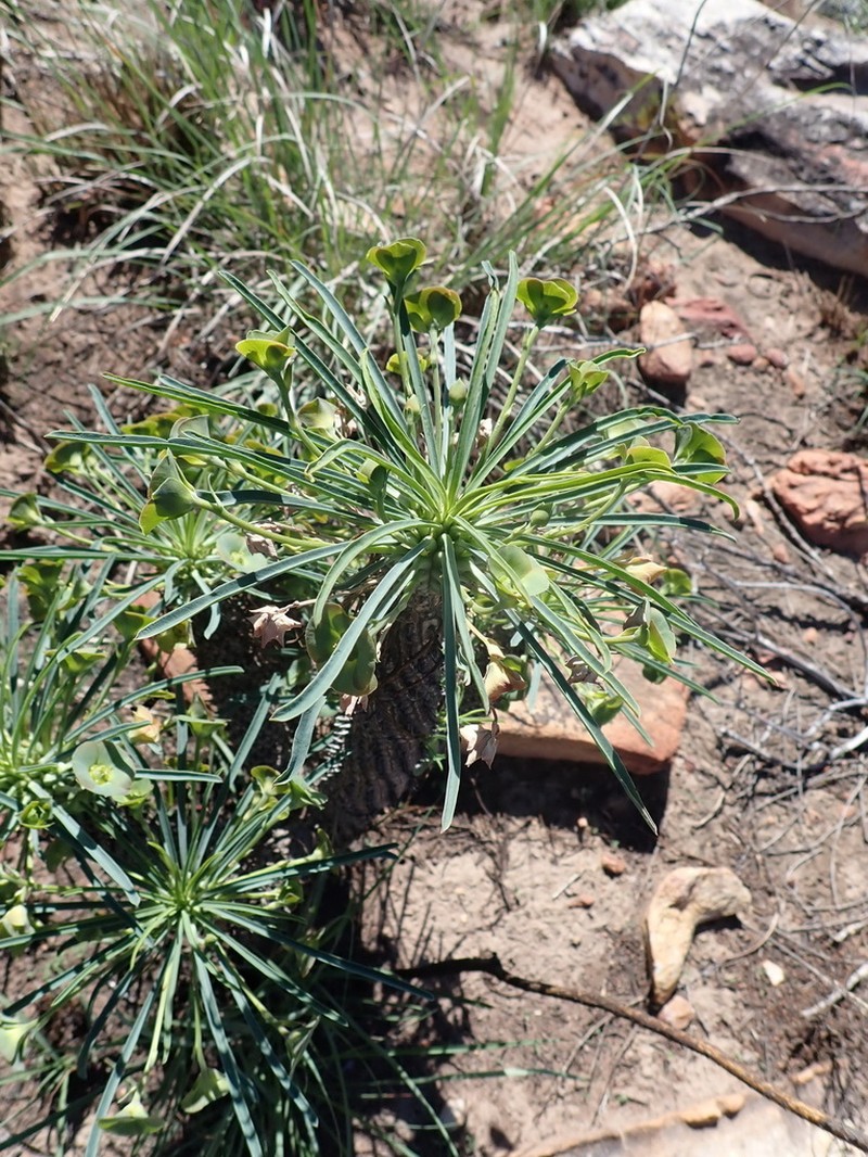 Euphorbia pubiglans photo 2
