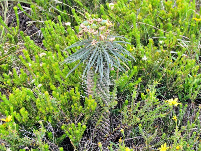 Euphorbia pubiglans photo 3