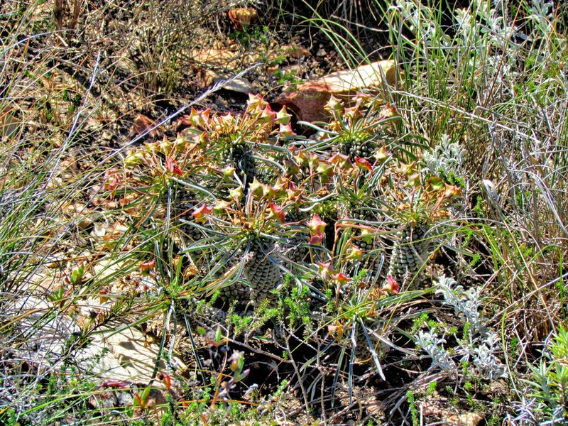 Euphorbia pubiglans photo 4