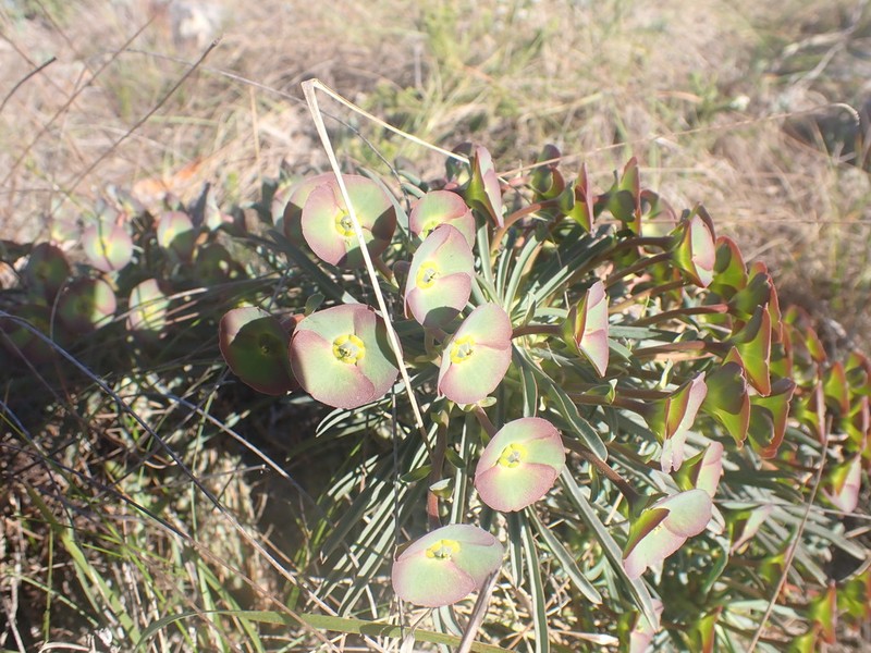 Euphorbia pubiglans photo 5